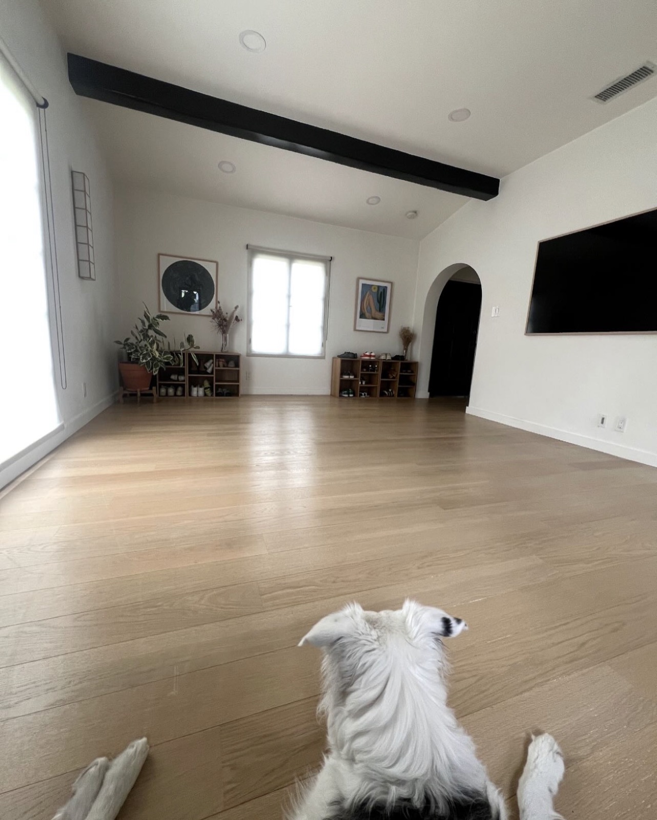 An emptied living room, seen from behind a white dog lying on the floor